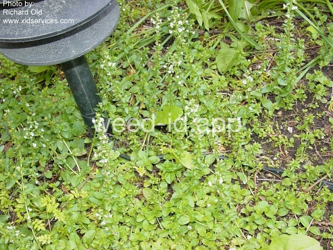 speedwell, thymeleaf